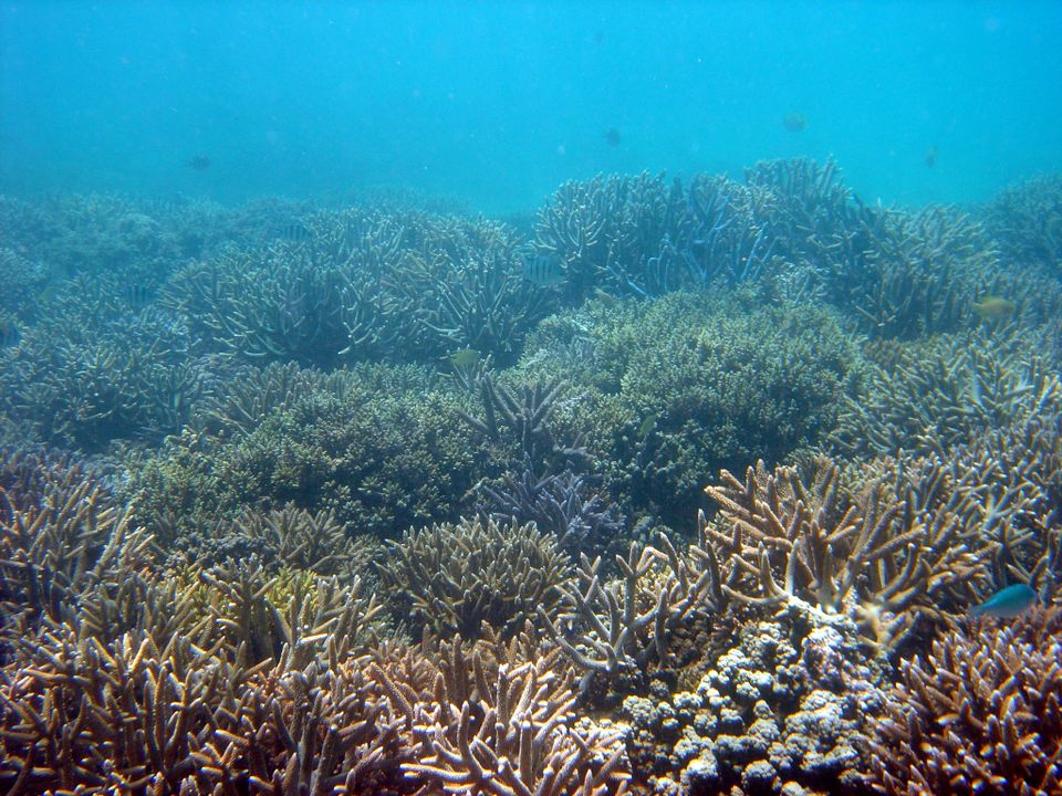 FrstHand | Why Are Coral Reefs In Danger?