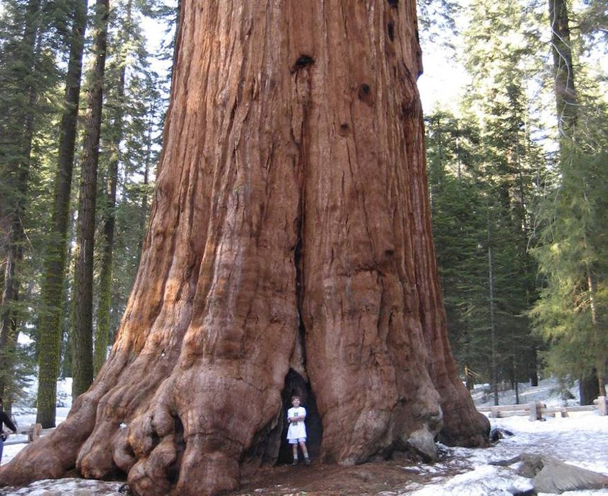 the-tallest-trees-in-the-world-youtube