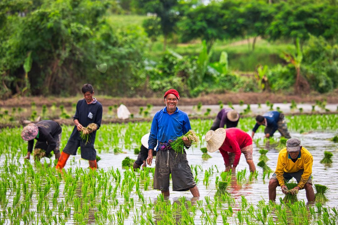 FrstHand | Harvesting Asia