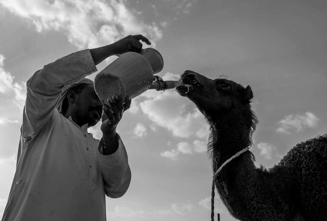 FrstHand | The Camel and The Herder