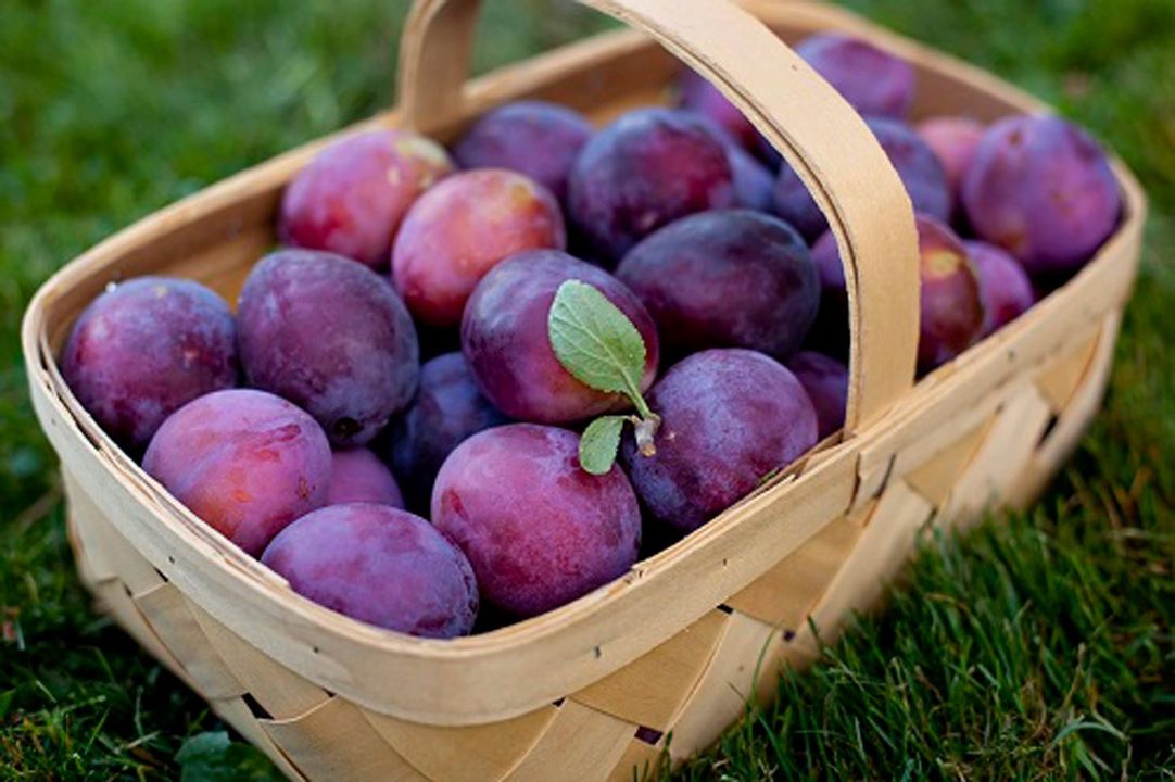 Frsthand Health Benefits Of Eating Plums 7846