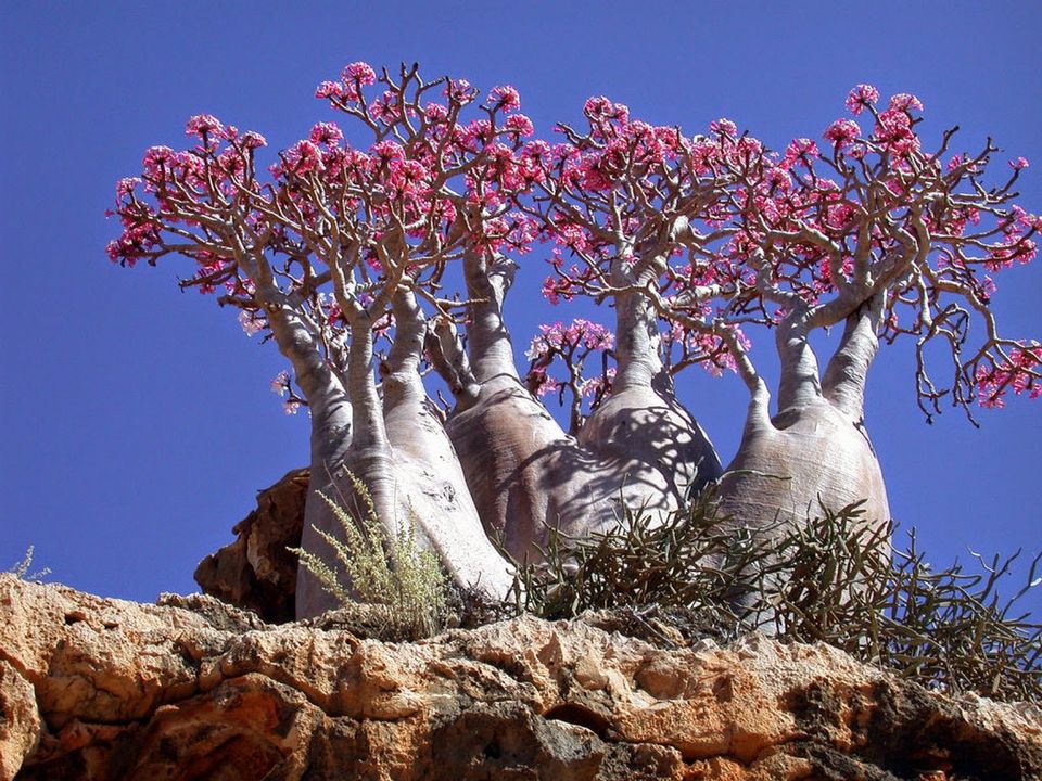 FrstHand | The Alien Beauty Of Socotra Island