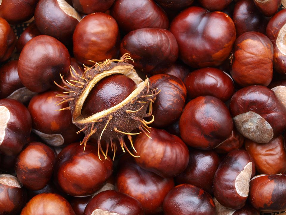 FrstHand | Health Benefits Of Chestnuts