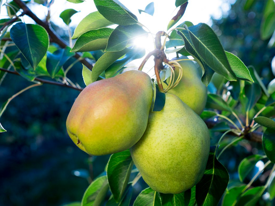 Pear. Груша августовская роса. Груша сорт августовская роса. Груша августовская роса дерево. Груша "августовская роса" с5 (летняя).