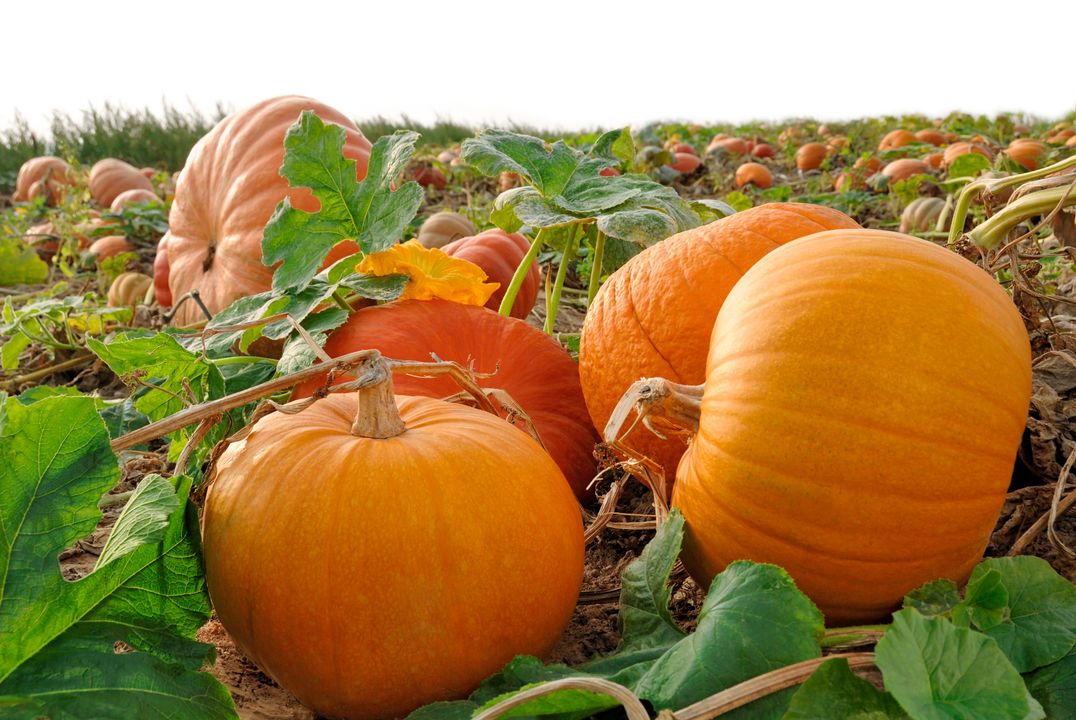 FrstHand | Surprising Health Benefits Of Pumpkin